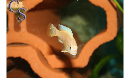 Pseudotropheus msobo magunga